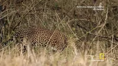 चलाएँ फुल-लेंथ फिल्म में रेट्रो मॅई के साथ अर्जेंटीना की गुदा कामुकता का अनुभव करें